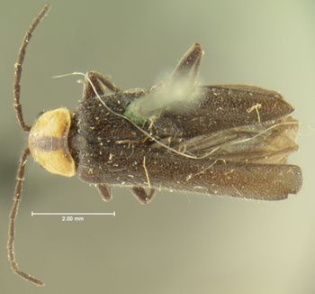 Media type: image;   Entomology 3390 Aspect: habitus dorsal view 2